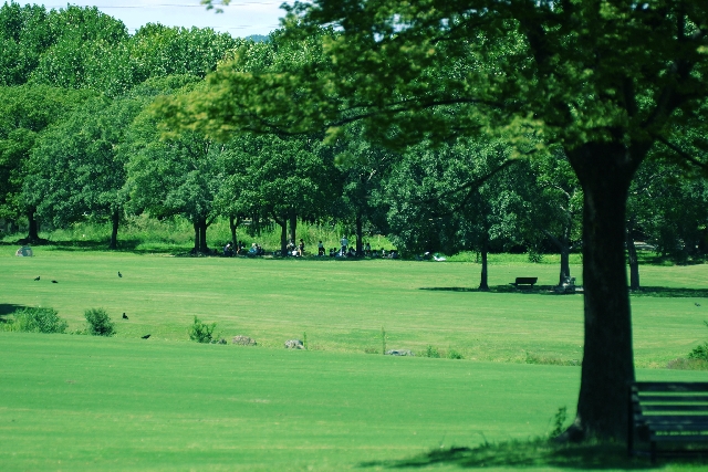 公園マイマイ蛾