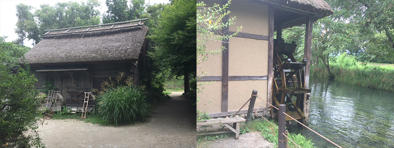 わさび農場