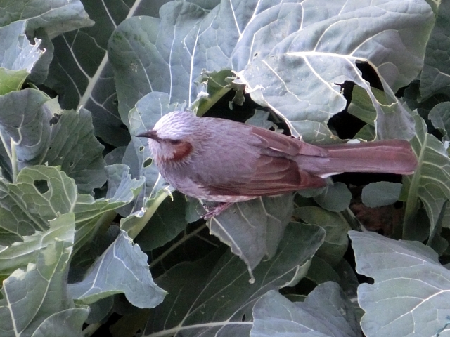 鳥にお困りではございませんか?