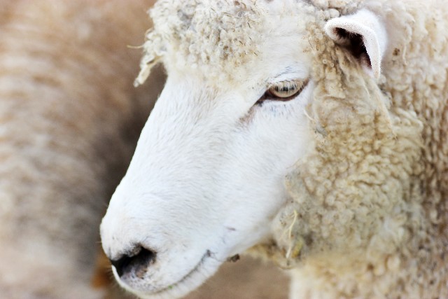 塗装で使用される刷毛は様々な動物の毛を使っていますtop