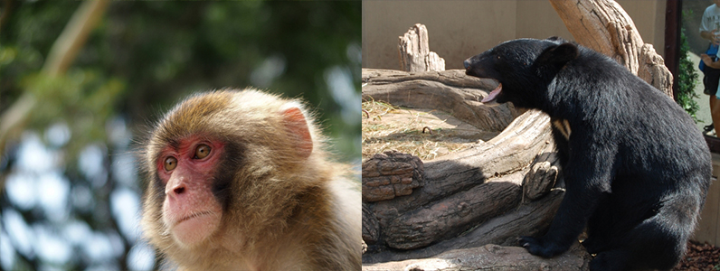 野生動物でも危険なクマと猿についての回避方法をお伝えします
