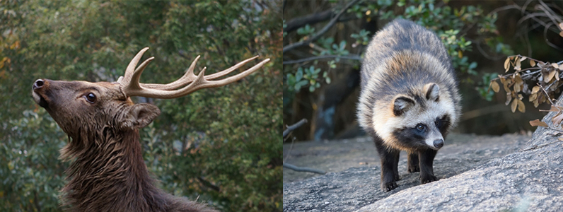 年々、市街地での野生動物の出没情報が多くなっています。くれぐれもお気を付けください