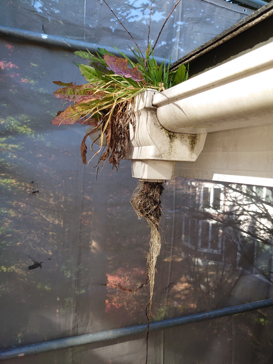 雨樋の詰まり 劣化には気を付けましょう 株式会社霜鳥 しろくまペイント